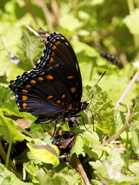Red-spotted Purple, Yadkin River, Caldwell County